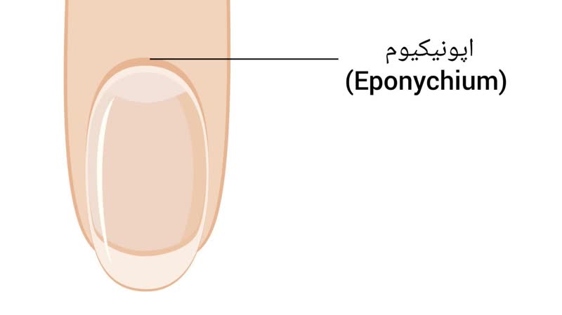 اپونیکیوم (Eponychium)