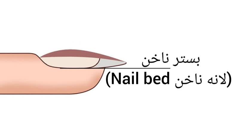 بستر ناخن (لانه ناخن Nail bed)