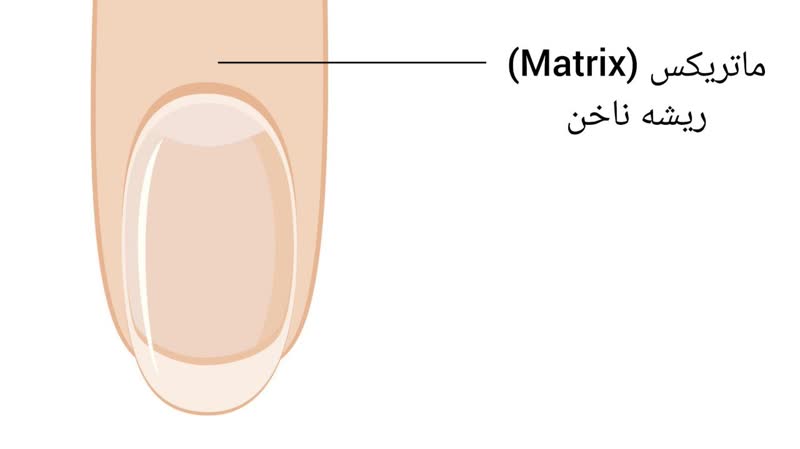 ریشه ناخن (ماتریکس Matrix)