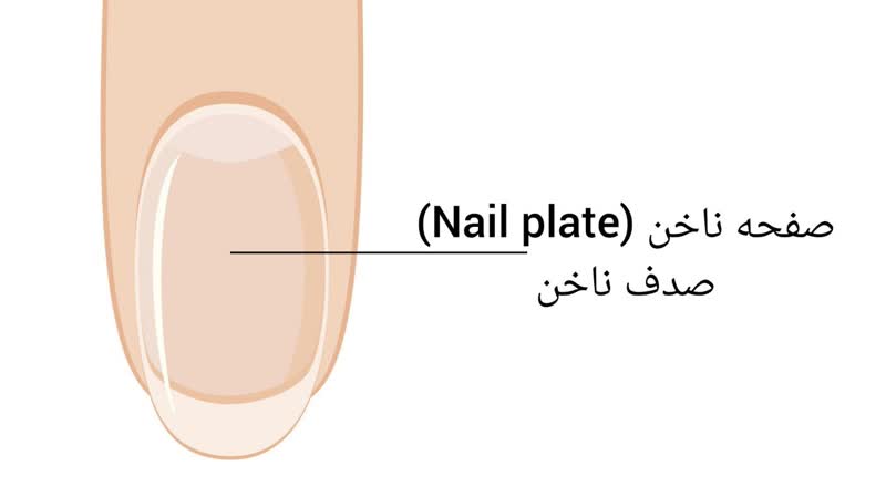 صفحه ناخن (صدف ناخن Nail plate)