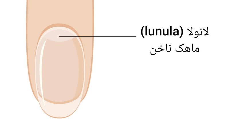 ماهک ناخن (لانولا lunula)