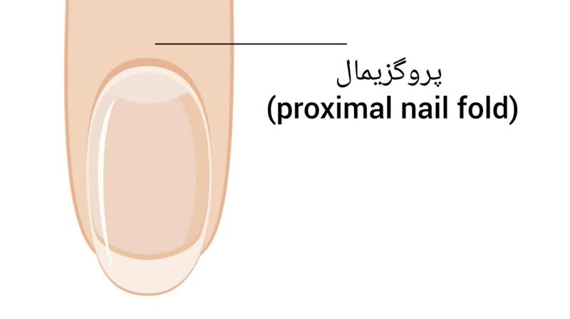 پروگزیمال (proximal nail fold)