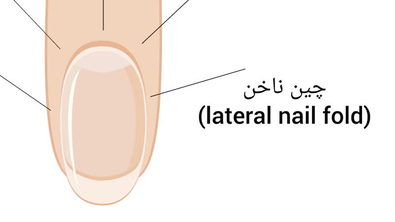 چین ناخن (lateral nail fold)