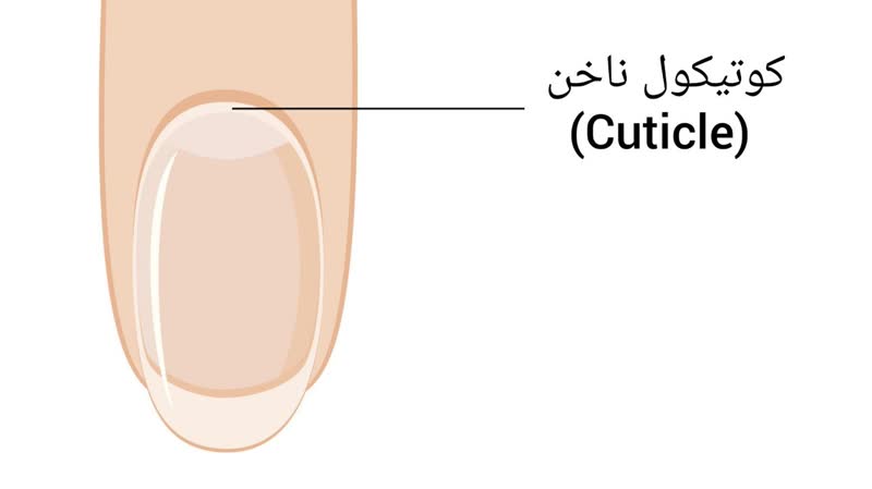 کوتیکول ناخن (cuticle)
